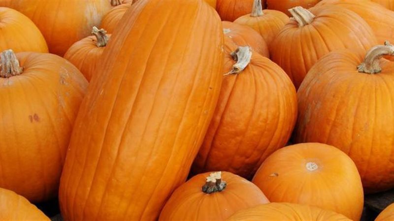 قرع العسل