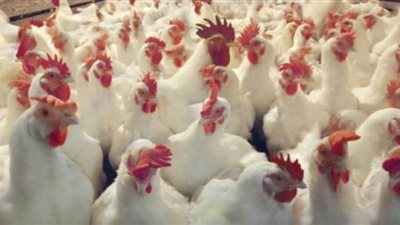 منتجو الدواجن يتوقعون تراجع الأسعار الفترة المقبلة