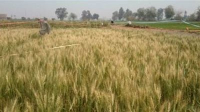 برلمانى يطالب بزيادة منافذ استلام محصول القمح لمنع التكدس