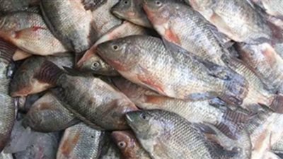 شعبة الأسماك: 15% زيادة في أسعار البلطي