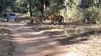 معركة إثبات وجود بين نمرين في غابة هندية | فيديو