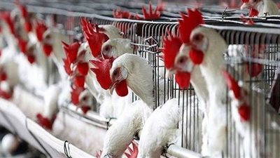 حقيقة إصابة الطيور الحية بسلالة جديدة من الإنفلونزا