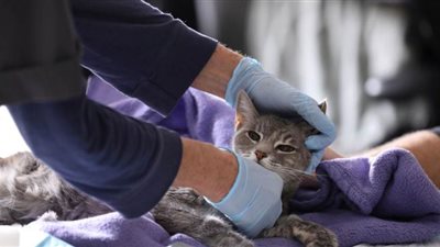 علماء صينيون: 15% من القطط فى ووهان مصابة بفيروس كورونا