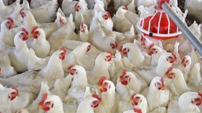 الغرف التجارية: 8 جنيهات تراجع في أسعار الدواجن