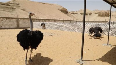 محافظ الوادي الجديد يتفقد مشروعا لإنتاج النعام | صور