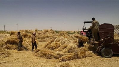 تجهيز 7 شون و 120 ألف جوال فارغ لتوزيعها على مزراعى القمح بالوادي الجديد 