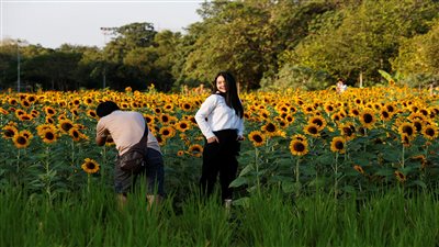 التايلانديون يهربون من توترات كورونا إلى حقول عباد الشمس