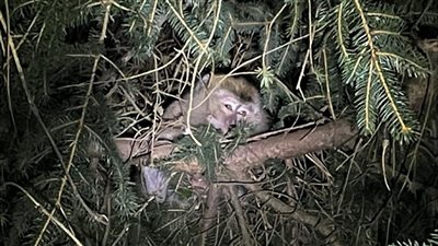 أمريكا تستخدم القتل الرحيم لقرود هربت أثناء نقلها لمختبر