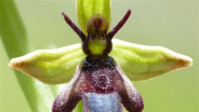 تقرير.. 45% من النباتات الزهرية حول العالم مهددة بالانقراض