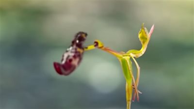 نبات يغري الذكور بتقليد أشكال الإناث.. التطور الأغرب في الطبيعة | فيديو
