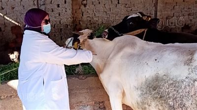 انطلاق الحملة القومية لتحصين المواشي ضد مرض الجدري الجلد العقدي  بالغربية