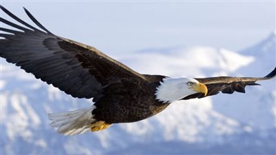 تفسير رؤية النسر في المنام وعلاقته بزيادة النفوذ وكثرة المال 