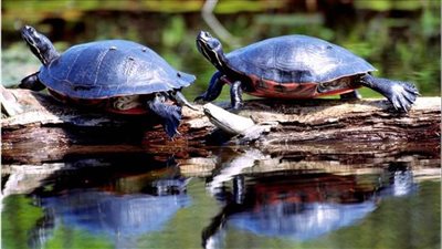 تسممت بشكل متعمد.. نقوق 57 سلحفاة رفرافية القوقعة بالهند