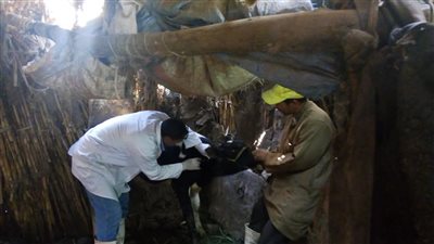 تحصين 23 ألف رأس ماشية ضد التهاب الجلد العقدي وجدري الأغنام بالمنوفية