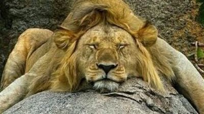 بسبب البشر.. إصابة عدة أسود في جنوب أفريقيا بكورونا