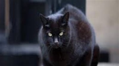 تفسير رؤية القط الأسود في المنام وعلاقته بالخلافات الزوجية والمرأة اللعوب 