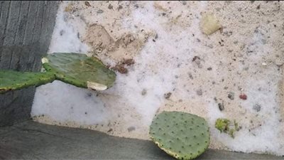 شاهد.. سقوط الثلوج على مطروح