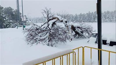 سقوط نحو ألف شجرة في الأردن بسبب الطقس السيئ |صور