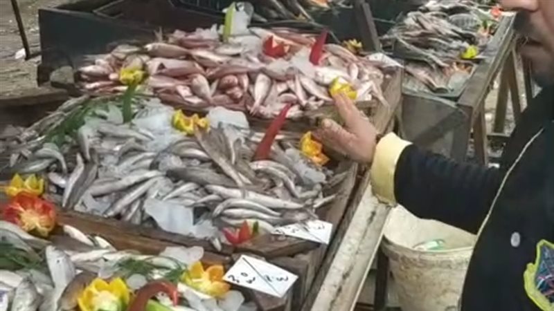 الأسماك اليوم في