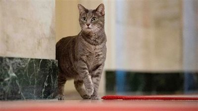 وسط حفاوة الاستقبال.. القطة الرئاسية الأولى 