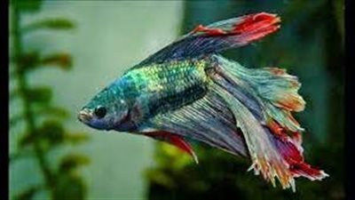 تجاوزت الـ90 عاما.. أقدم سمكة زينة على وجه الأرض| فيديو 