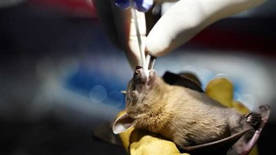 الرعب يجتاح العالم.. القصة الكاملة لفيروس الخفافيش الجديد