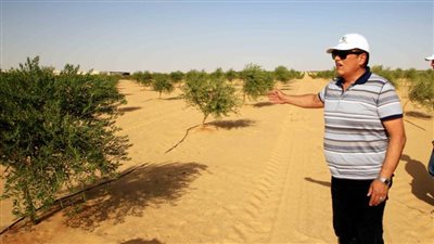 مشروع مصري لزيادة إنتاجية الزيتون باستخدام الذكاء الاصطناعي 