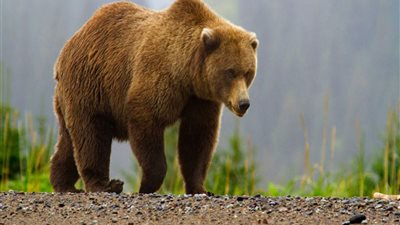 مصارعة الأذرع.. شابان يقاتلان دبا ضخما | فيديو