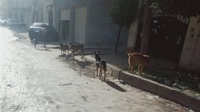 كلاب ضالة وشوارع وطرقات مهملة تحيط بلجان الشهادة الإعدادية بالإسكندرية