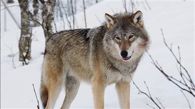 تفسير حلم الذئب في المنام وعلاقته بالتخلص من الأعداء 