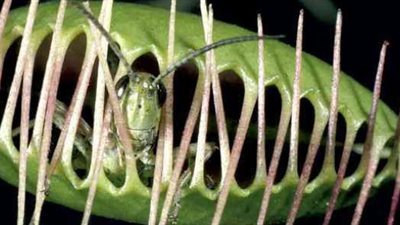 البرية الجامعة.. نبتة تقلب الهرم الغذائي وتحول الصياد لفريسة | فيديو