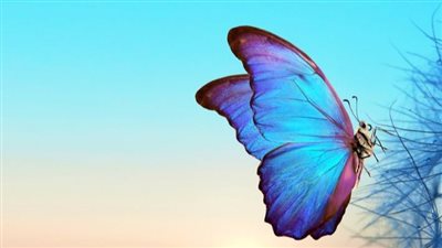  تفسير حلم الفراشات في المنام وعلاقته بالأخبار السعيدة 