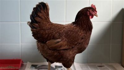 هل تاهت أم هي جاسوسة؟.. دجاجة تحاول التسلل إلى البنتاجون