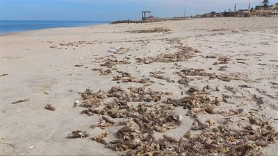 شواطئ العريش تمتلئ بالشَّكل 