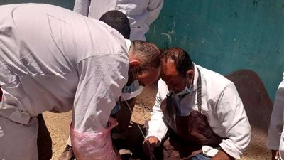 بيطرى الشرقية يجرى المسح التناسلى لـ 6 آلاف رأس ماشية 