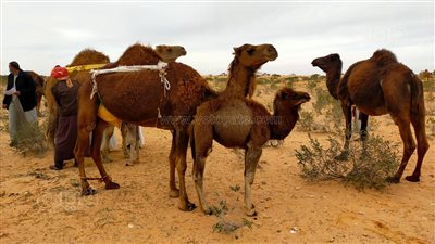 استمرار مهرجان الهجن لليوم الثاني في العلمين | صور