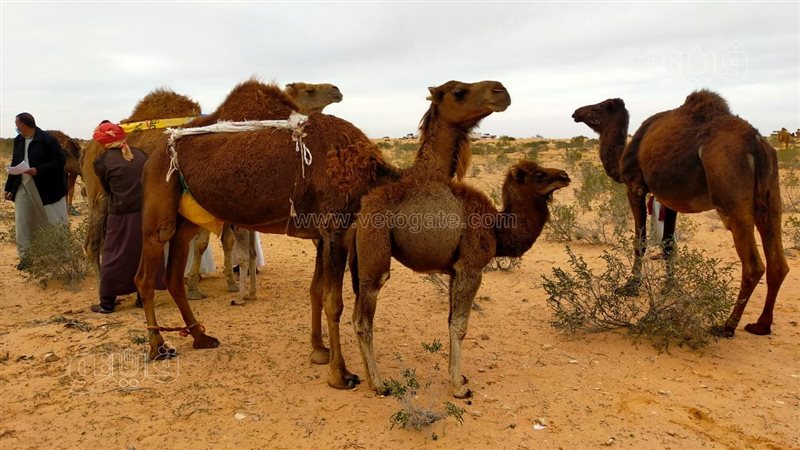 مهرجان الهجن بالعلمين