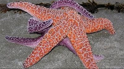 بنظارات شمسية.. نجم بحري يذهل المتابعين | فيديو 