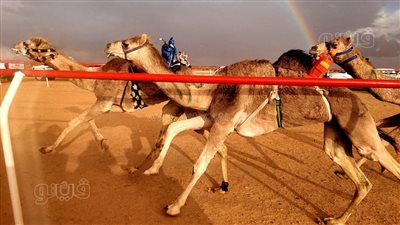 أكثر من 700 هجين.. انطلاق سباق الهجن بمضمار العلمين في يومه الثالث|صور