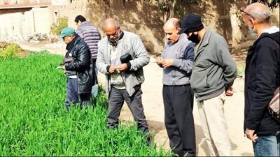 الإسماعيلية تبحث عن ١٠٠٠ فدان لزراعتها قمح