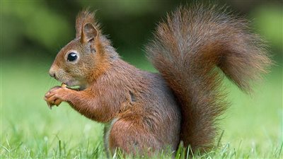 سنجاب يطور مناعته ضد فطر قاتل