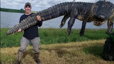 بذكريات الطفولة من 80 عاما.. شاهد اصطياد أكبر تمساح في أمريكا