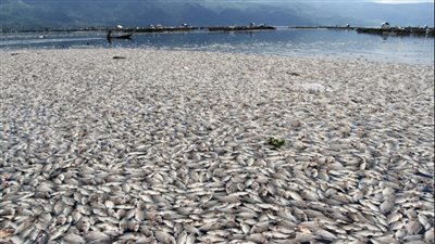بسبب كتلة من الاسماك النافقة.. فرنسا تأمر بفتح تحقيق عاجل 