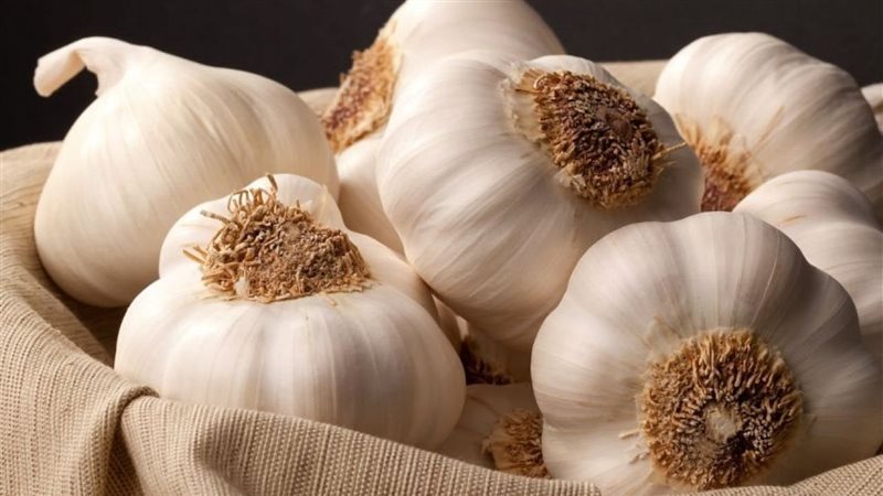 فوائد الثوم على الريق