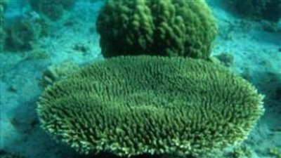 يتسبب في موت الشعاب المرجانية.. شروط وطريقة استخدام الصن بلوك بشكل آمن