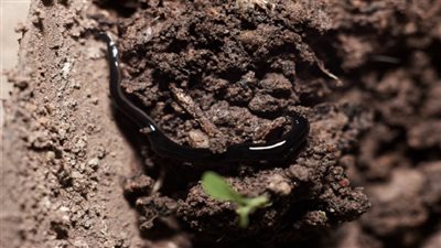 الدودة كوفيد.. علماء يطلقون اسم الفيروس على دودة مفترسة