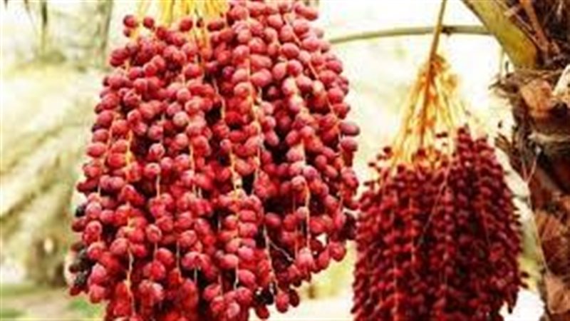 تفسير حلم أكل البلح