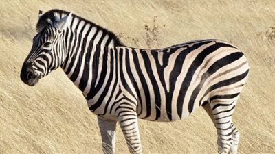 تفسير رؤية الحمار الوحشي في المنام وعلاقته بكثرة الأعداء 