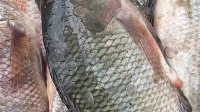  أسعار الأسماك اليوم الأربعاء 9 -2-2022 في الدقهلية