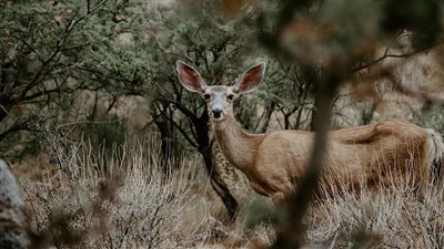 أول توثيق من نوعه.. أوميكرون يتفشى في الحيوانات البرية بأمريكا